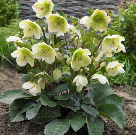 HELLEBORUS FROSTKISS MOLLY'S WHITE 19CM PTW