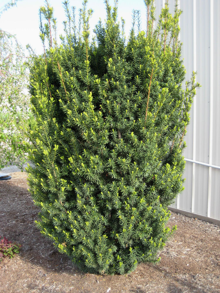 TAXUS MEDIA 'HICKSII' G3 15"