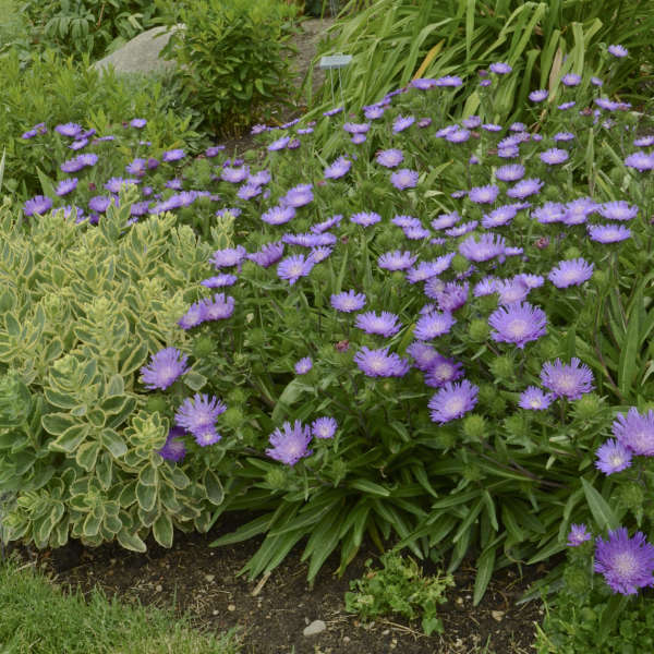 STOKESIA L. 'HONEYSONG PURPLE' 19CM