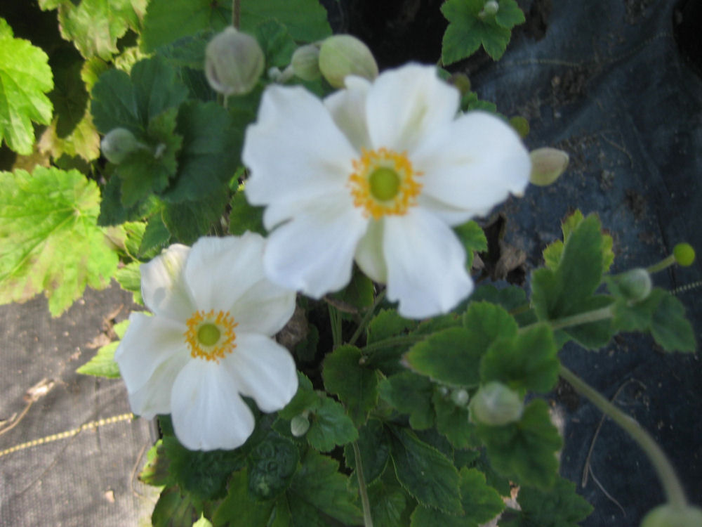 ANEMONE H. 'HONORINE JOBERT' 19CM