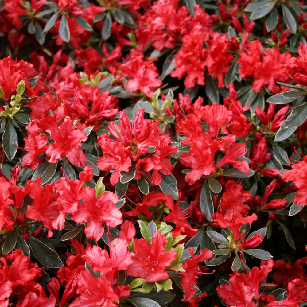 AZALEA HOT SHOT G3 15"