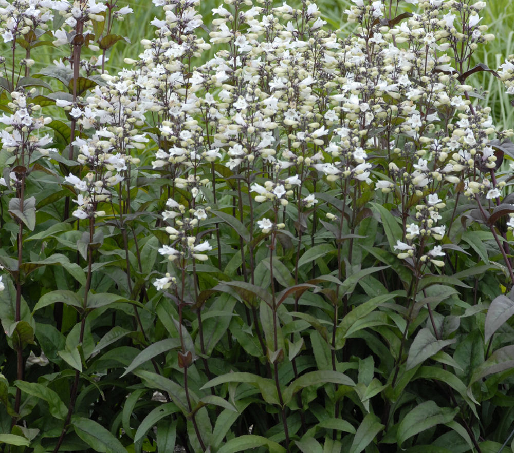 PENSTEMON DIG. 'HUSKER RED' G1 AB