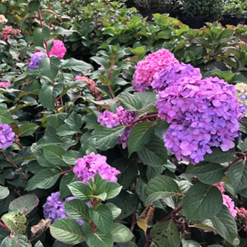 HYDRANGEA M. 'ROCK-N-ROLL' G3 PTW