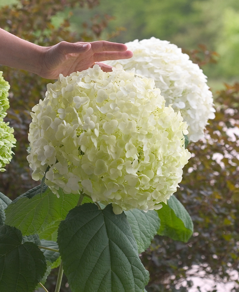 HYDRANGEA A. 'INCREDIBALL'® G3 PW