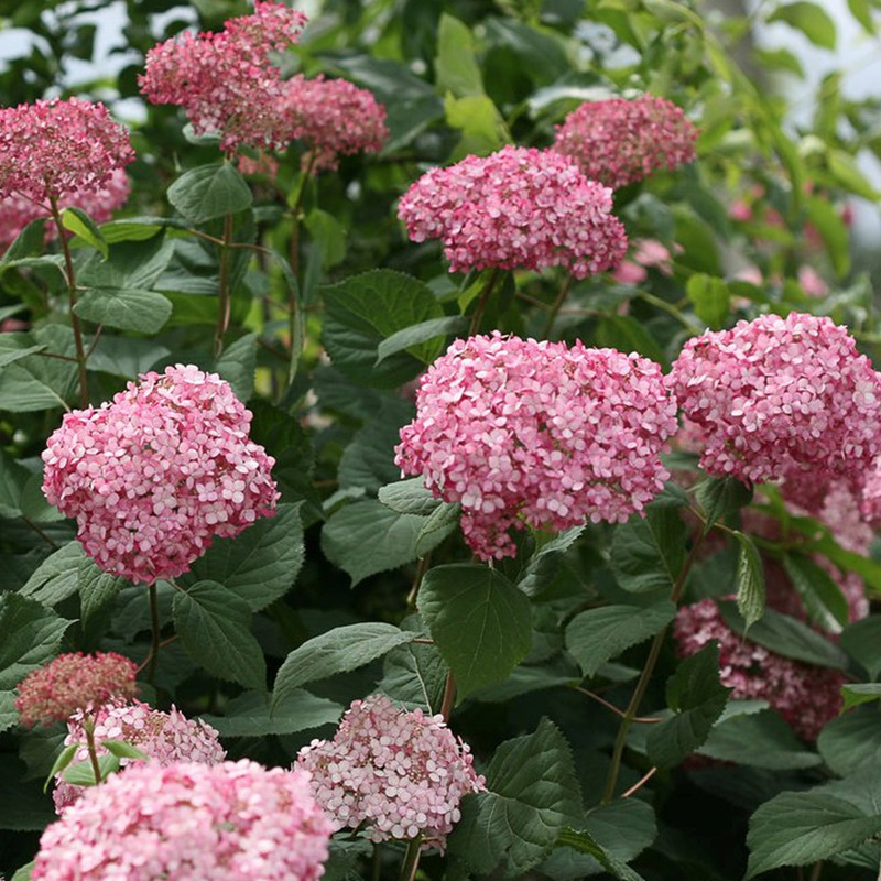 HYDRANGEA A. INVINCBLE® RUBY G3 PW