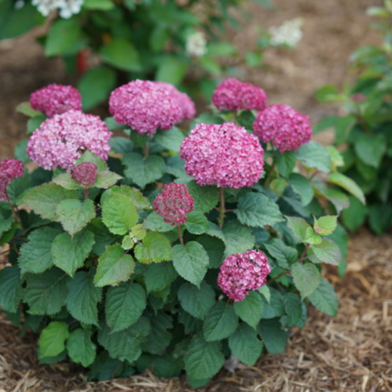 HYDRANGEA A. INVINCBLE® SPIRIT II G3 PW