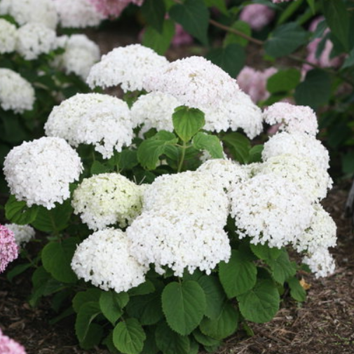 HYDRANGEA A. INVINCBLE WEE WHITE®  G2 PW