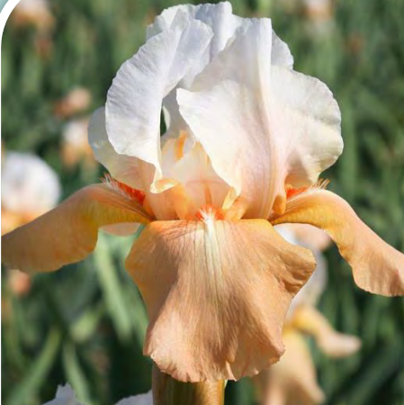 IRIS GERMANICA 'INVITATION' 19CM PTW