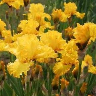 IRIS GERMANICA 'PURE AS GOLD' 19CM PTW