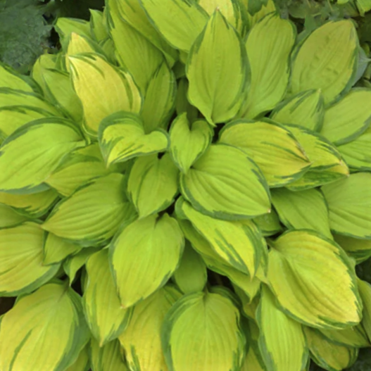 HOSTA 'ISLAND BREEZE' 19CM PTW