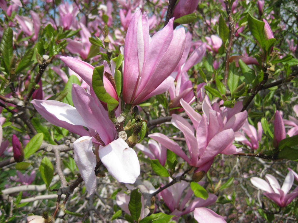 MAGNOLIA X 'JANE' G3 24"