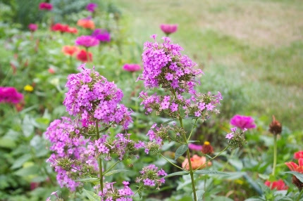 PHLOX PAN. 'JEANA' G1 AB