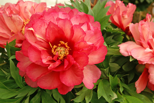 PAEONIA I 'JULIA ROSE' (PINK APRICOT) G2 PTW