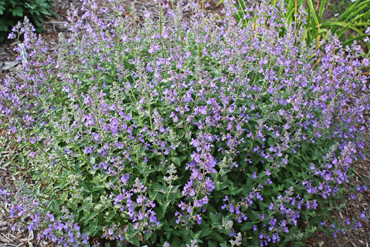NEPETA 'JUNIOR WALKER' 19CM