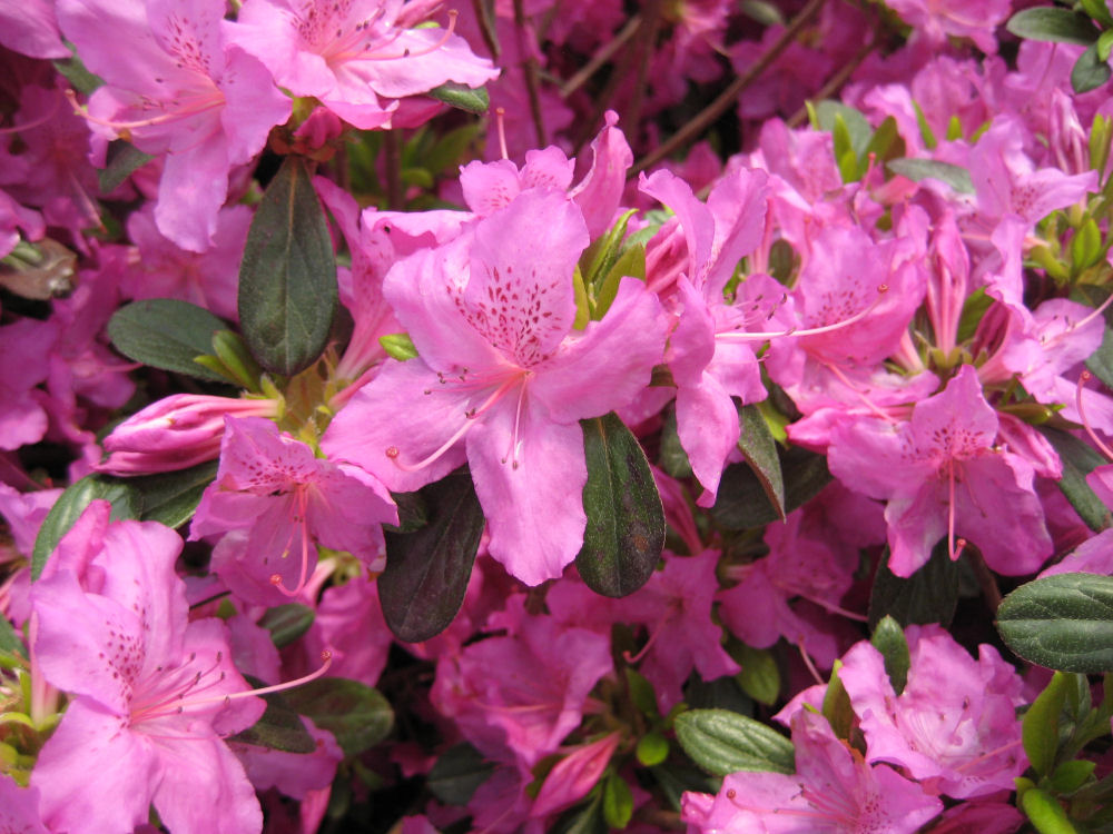 AZALEA KAREN G3 15"