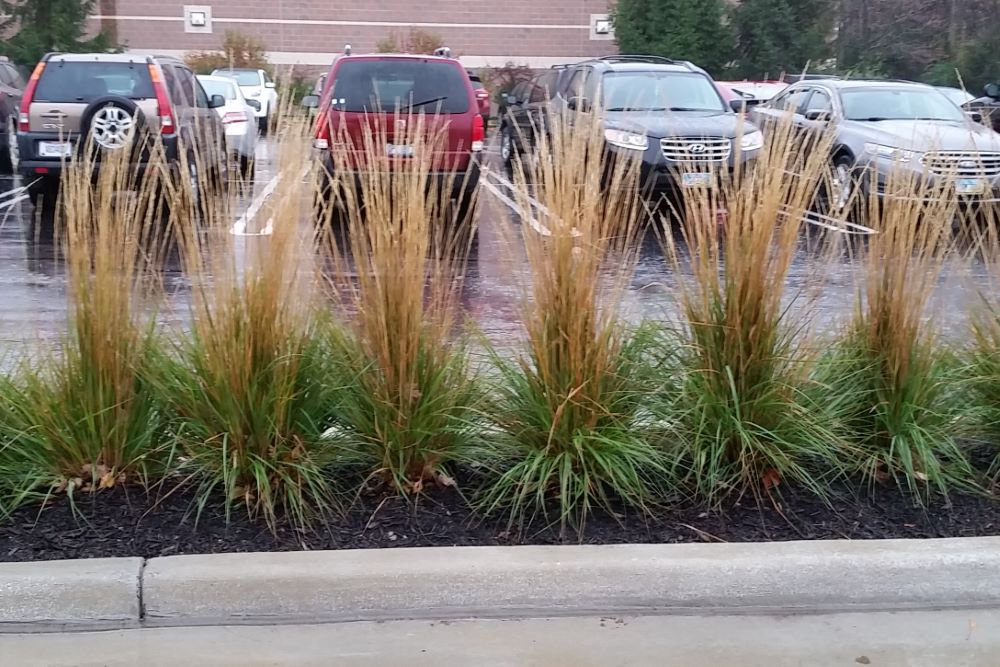 GRASS - CAL. X 'KARL FOERSTER'  G3