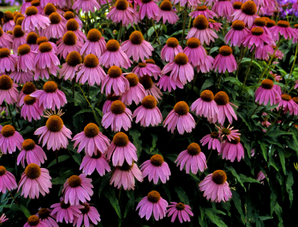 ECHINACEA P. 'KIM'S KNEEHIGH' 17CM PTW