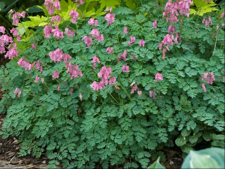 DICENTRA 'KING OF HEARTS'  19CM