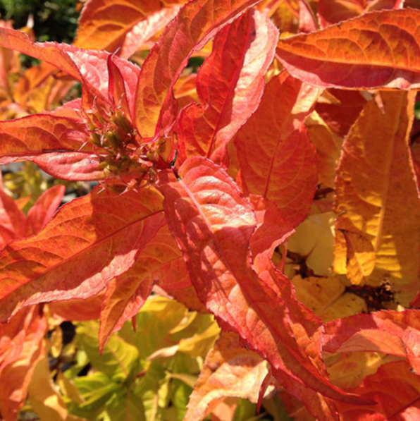 DIERVILLA S. 'KODIAK® ORANGE' G3 15"  PW