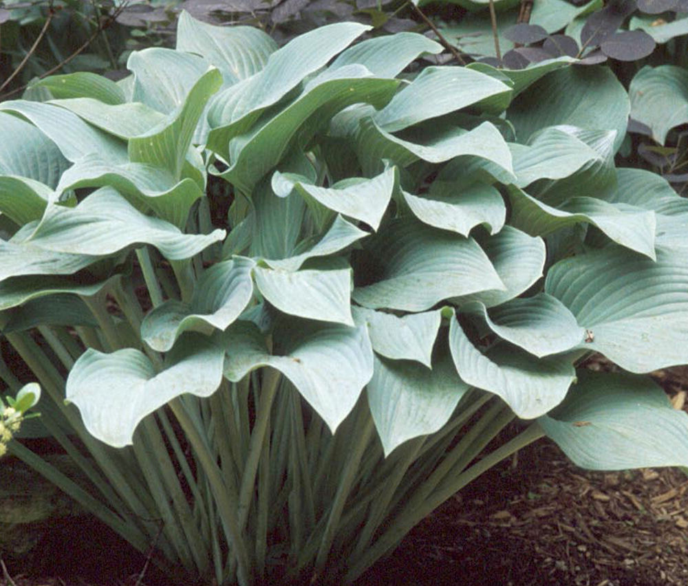 HOSTA 'KROSSA REGAL' 19CM