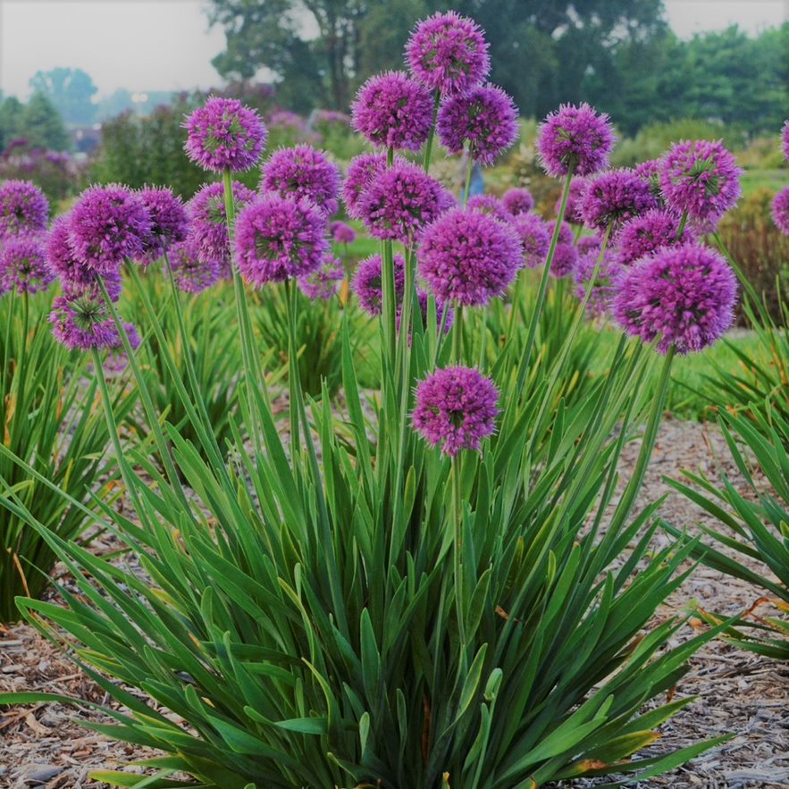 ALLIUM LAVENDER BUBBLES 19CM PTW