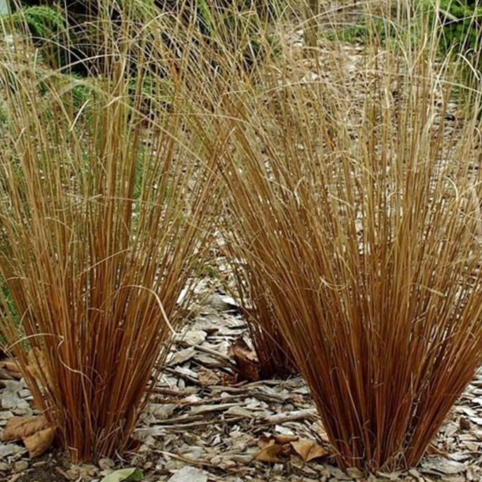 GRASS - CAREX 'FIREFOX' 19CM PTW