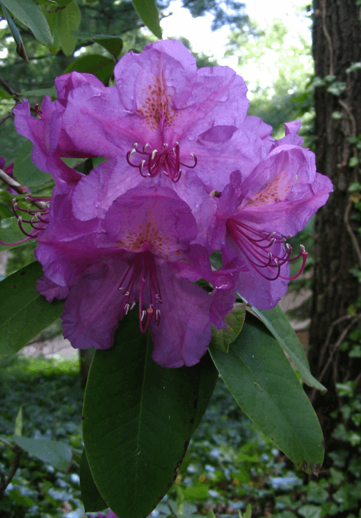 RHODO. 'LEE'S DARK PURPLE' G3 15"