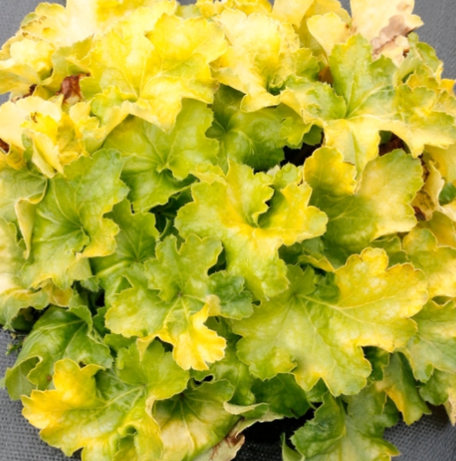 HEUCHERA 'LEMON SUPREME' 19CM PTW