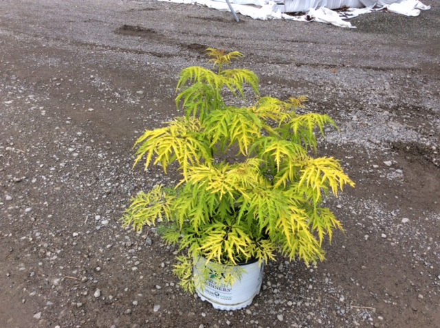 SAMBUCUS 'LEMONY LACE'® G3 15" PW