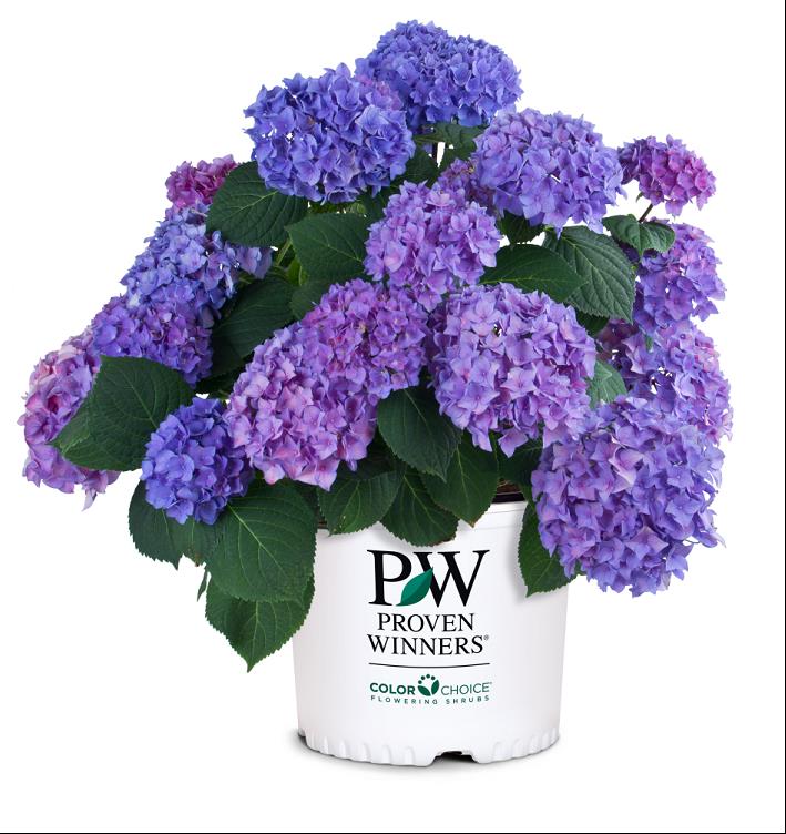 HYDRANGEA M. LET'S DANCE® RHYTHMIC BLUE® G2 PW