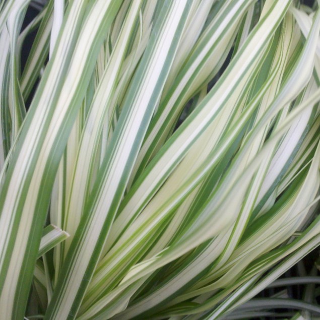 GRASS - CAL. 'LIGHTNING STRIKE' G3 PTW