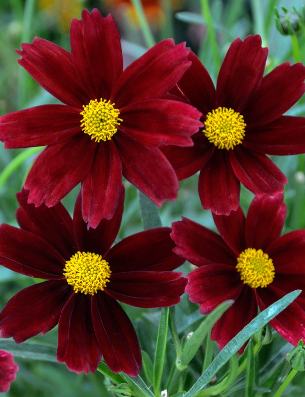 COREOPSIS X LIL BANG RED ELF 19CM PTW