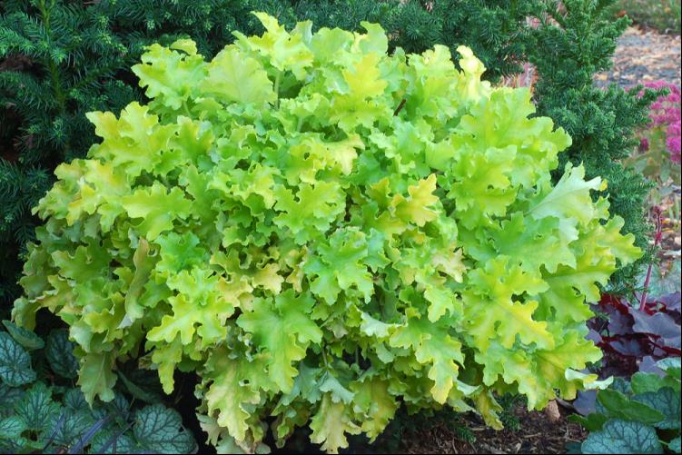 HEUCHERA 'LIME MARMALADE' 19CM PTW