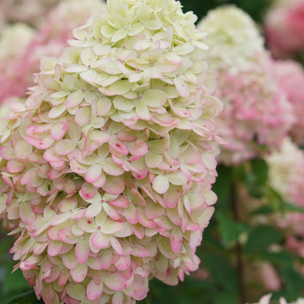 HYDRANGEA P 'LIMELIGHT PRIME'® G3 PW