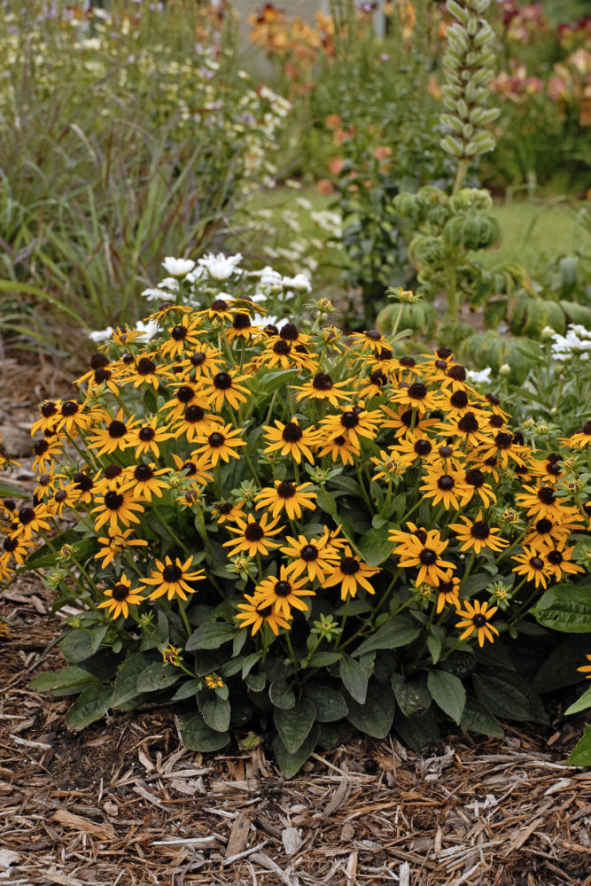 RUDBECKIA FULGIDA 'LITTLE GOLDSTAR' G1 AB