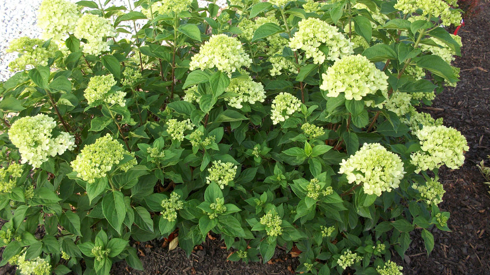 HYDRANGEA P 'LITTLE LIME'®  G2 PW