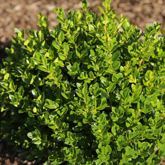BUXUS M. 'LITTLE MISSY'  G3 10-12" PTW
