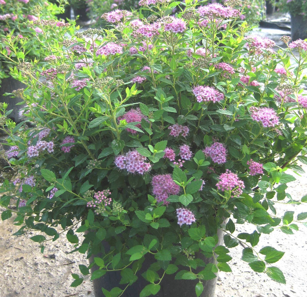 SPIRAEA JAP. 'LITTLE PRINCESS' G2 12"