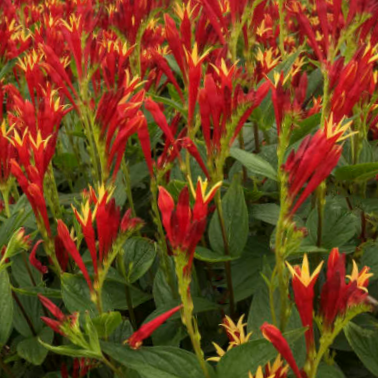 SPIGELIA M. 'LITTLE REDHEAD' 19CM PTW