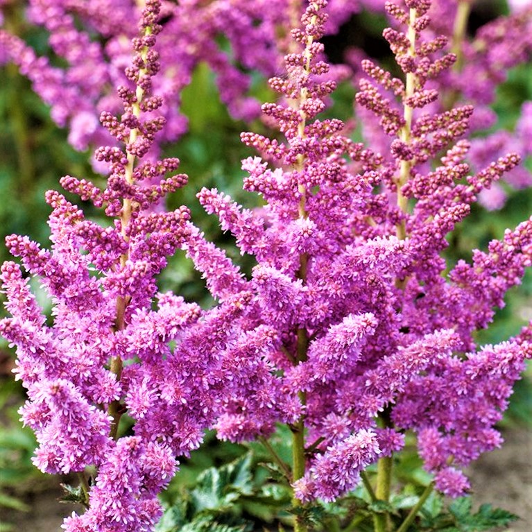 ASTILBE 'LITTLE VISION IN PURPLE'  19CM