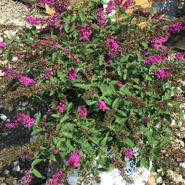 BUDDLEIA LO-BEHOLD RUBY CHIP® G3 PW