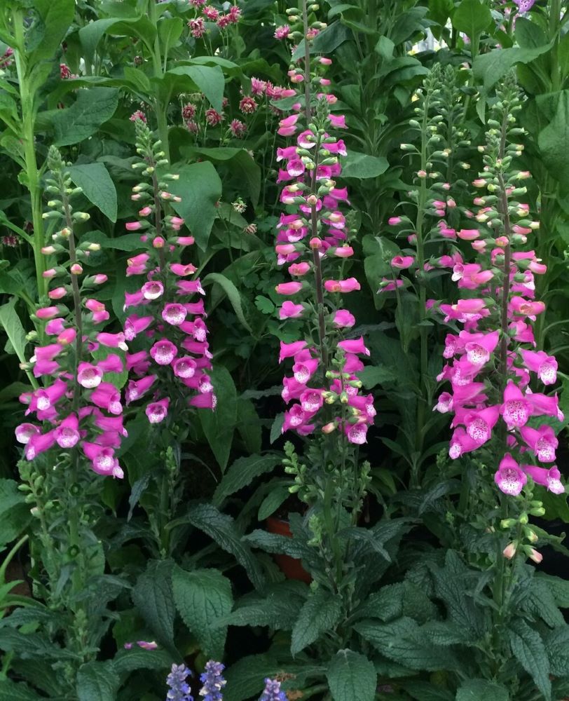 DIGITALIS LUCAS PINK G1 PTW