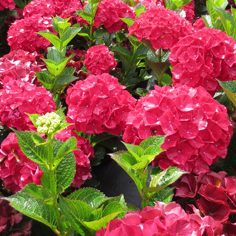 HYDRANGEA M. 'MAGICAL RUBY RED' G2 PTW