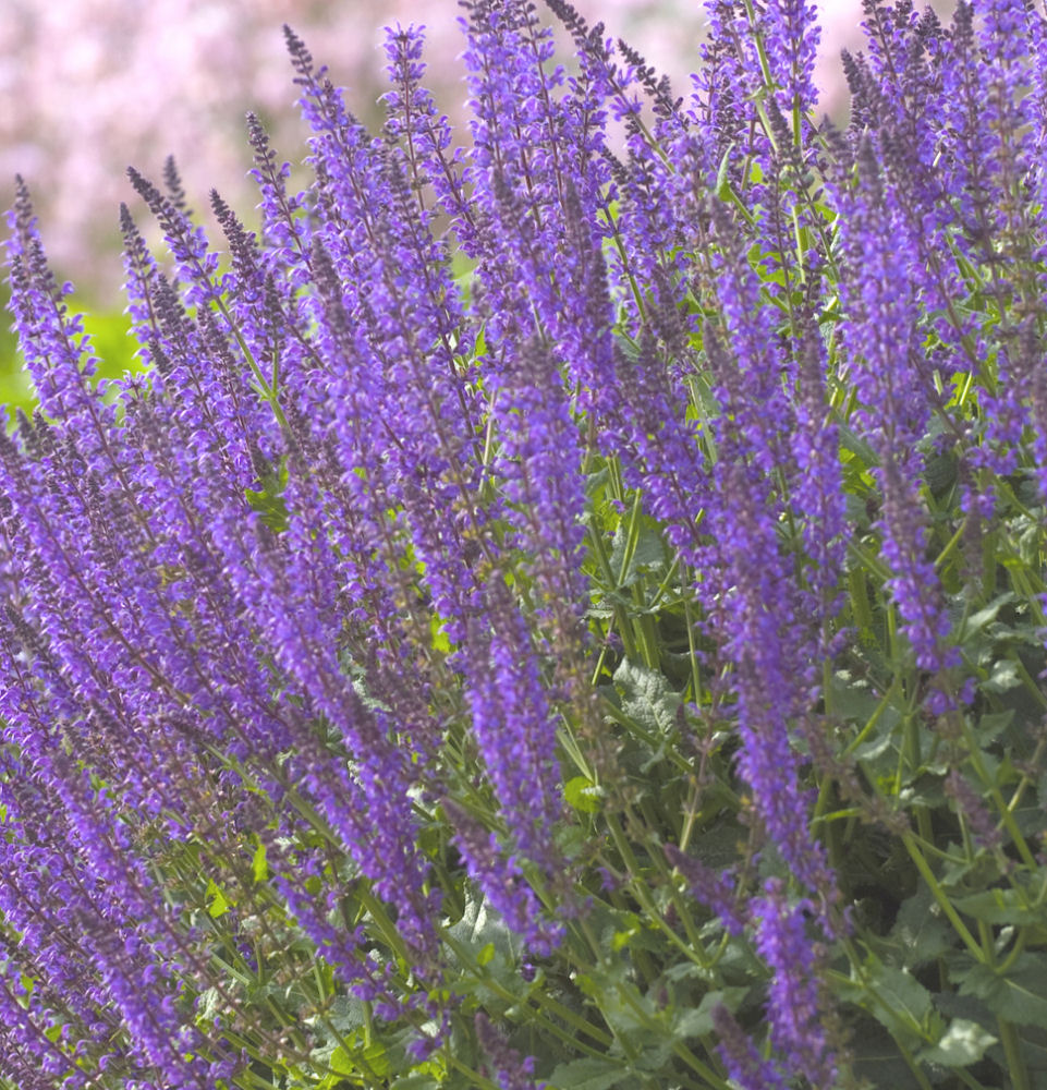 SALVIA X S. 'MAY NIGHT' 19CM