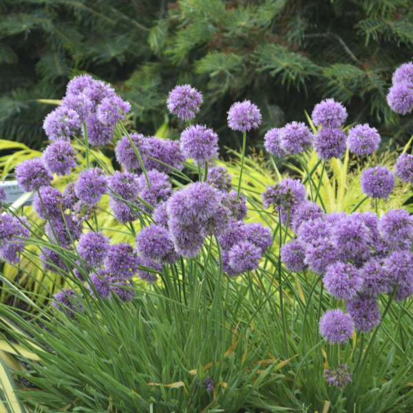 ALLIUM MEDUSA 19CM PTW