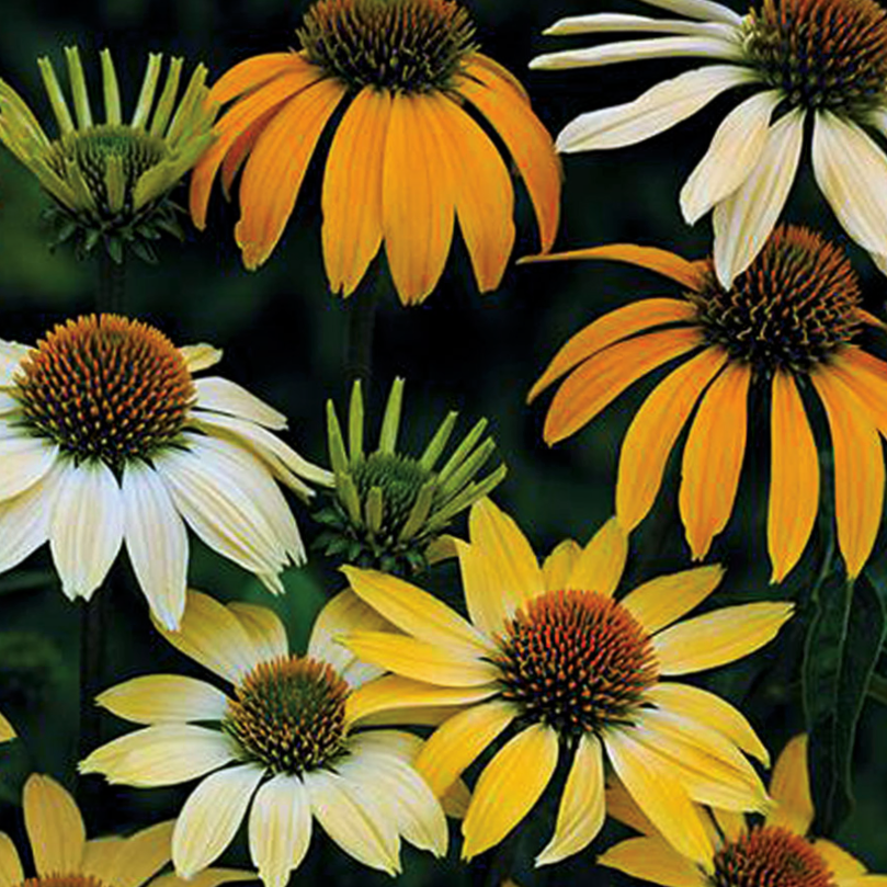 ECHINACEA P. 'MELLOW YELLOWS' G1 AB