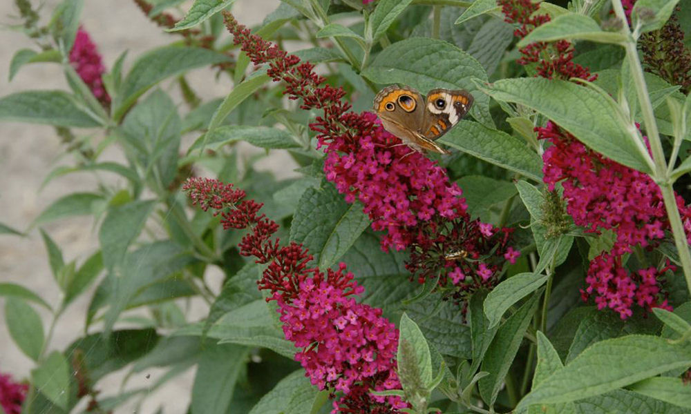 BUDDLEIA 'MISS MOLLY' G3 PW