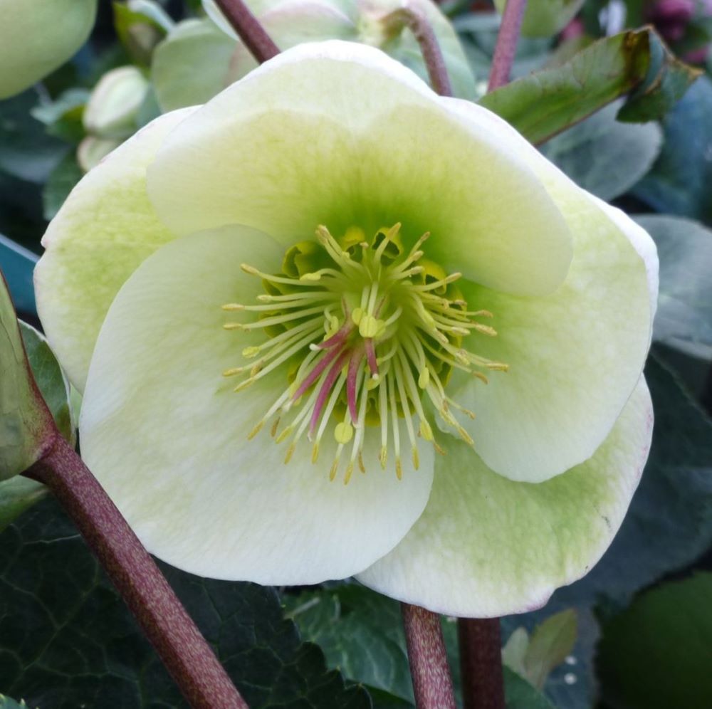 HELLEBORUS FROSTKISS 'MOONDANCE' 19CM PTW