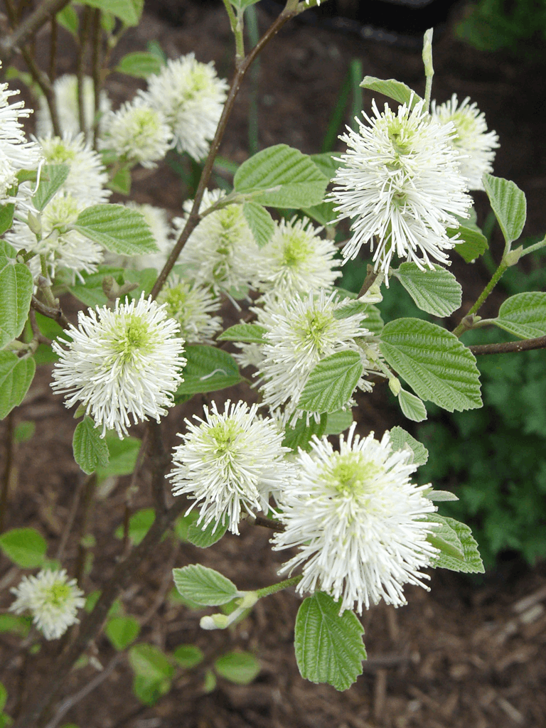 FOTHERGILLA 'MT. AIRY' G3 12"