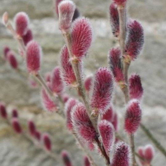 SALIX G. 'MOUNT ASO' G3 15"
